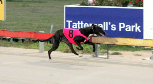 Topline Usain - he blitzed his rivals in a juvenile over 461 metres at Tattersall's Park in Hobart
