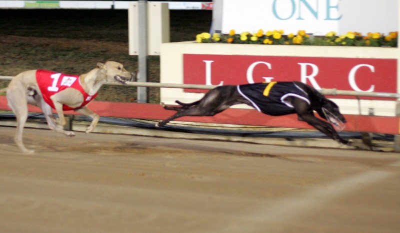 Bell Oh Moss wins LGRC Breeders' Classic final from Willy Wag Tail