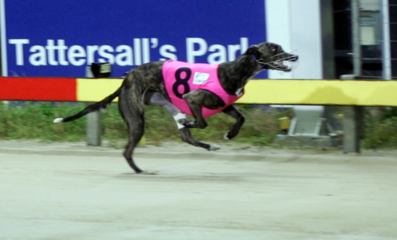 Fulande wins 340-metre sprint in Hobart