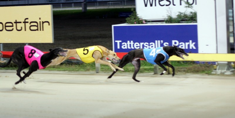 Mighty Serious wins his Easter Purse heat from dead-heaters Muckly Flugga (5) and Senrty Dury