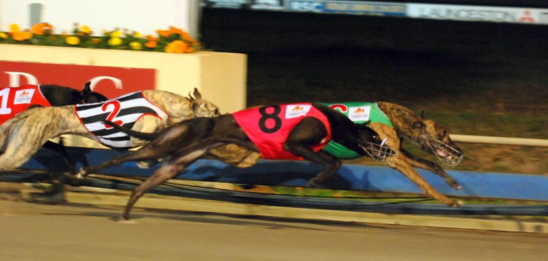 Yappin' Jack leads Bell Oh Moss to the first turn in the Illingworth Classic final