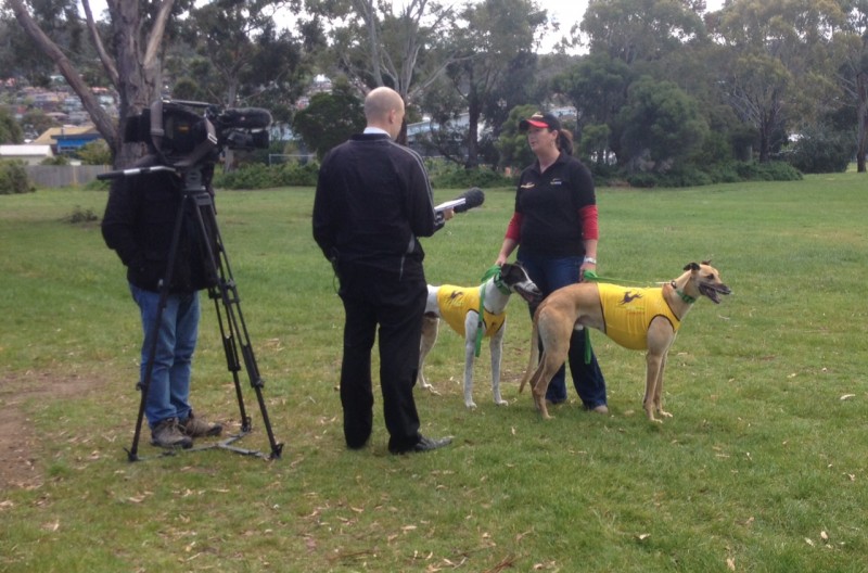 Susan Gittus, of Greyhound Adoption Program Tasmania, talking with Brent Costelloe of WIN News.