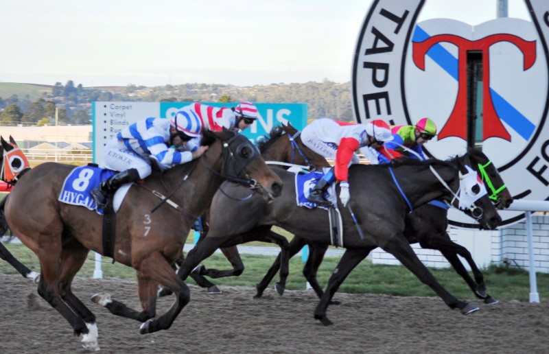 Big Time winning first-up over 1650m at Devonport on August 02