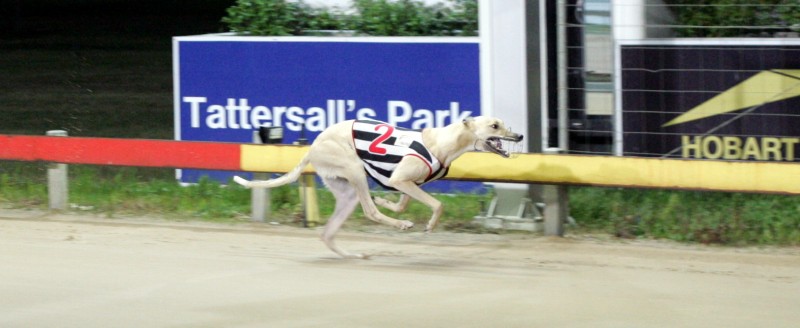 Silver Pierre wins Juvenile in Hobart over 461 metres