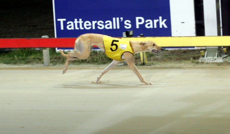 She's All Class wins in 25.77 Hobart May 30