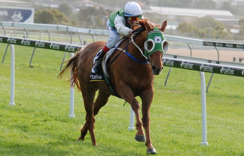 David Pires urges Hellova Street to victory in Hobart recently