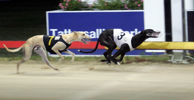 Big Ticket wins his Hobart Thousand heat in fastest time of 25.90
