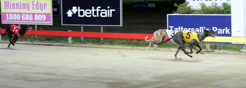 Despicable Todd gets up to defeat kennel mate I've Got Class in Maiden Thousand final with Work It a distant third