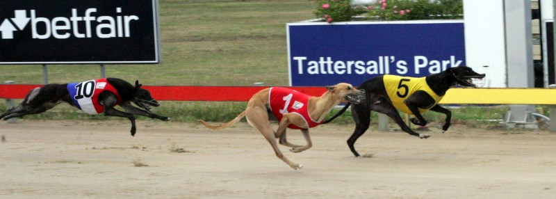 Kilty's Flyer defeats Tan Tiki and China Power in juvenile-graduation over 599m in Hobart