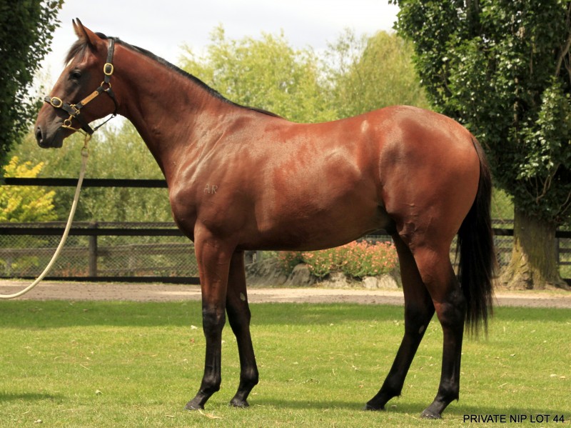 MM Yearling Sale 2015 Lot 44