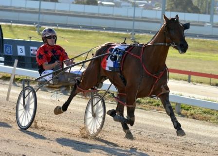 Star Chamber strolls to an easy win in a heat of the Hobart Pacing Cup.