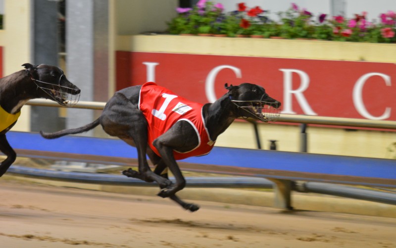 Brad Hill Billy defeats Breaker's Tip in the 2015 Group 2 Launceston Cup.