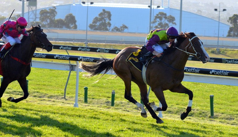 Geegees Classicboy (Troy Baker) defeats Shiralee (Dean Yendall) in the Schweppes Tasmanian Derby