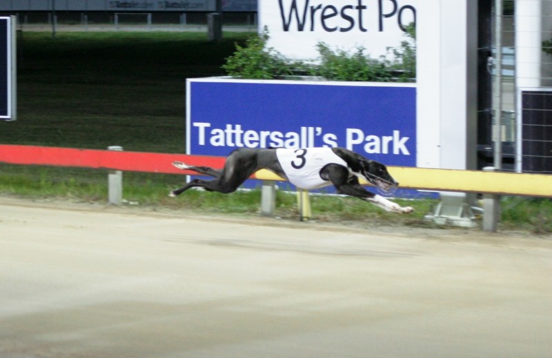 Lillycette winning a heat of the Laurels in Hobart last year