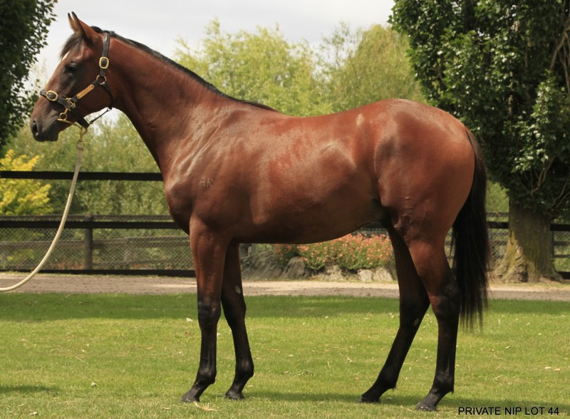 Lot 44 a three-quarter brother to The Cleaner
