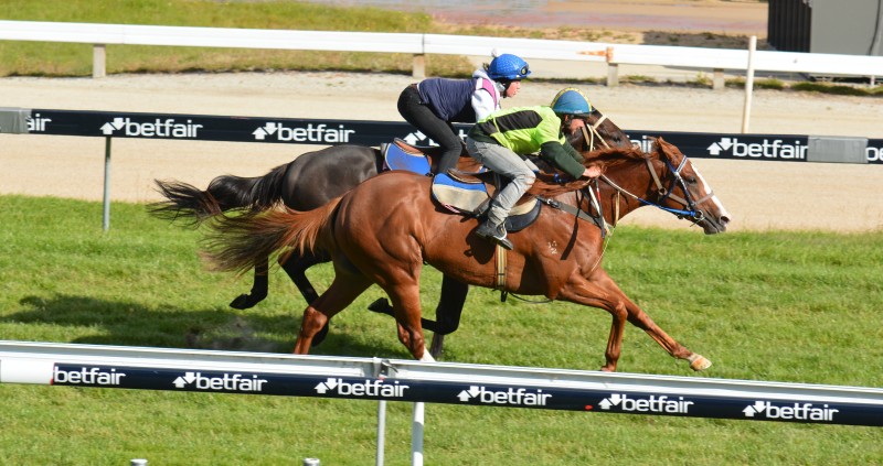 Sky of Stars gets the better of stablemate Turtles Nest in their grass gallop at Tattersall's Park today (Tuesday)