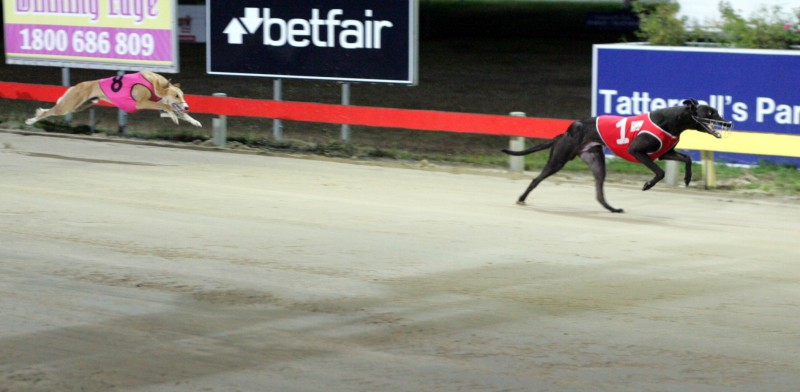 Cavern Club forges clear to win his heat of the HGRC Maiden series over 461 metres