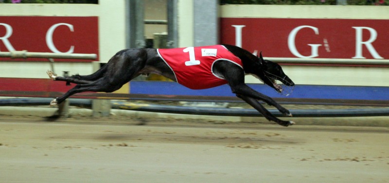 Hey Franklin easily wins the Breeders Classic final (515m) in Launceston in a slick 25.79 last Monday night