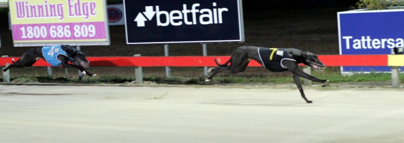 Star Chamber holds out Bain's Lane in Invitation over 461 metres in Hobart March 19