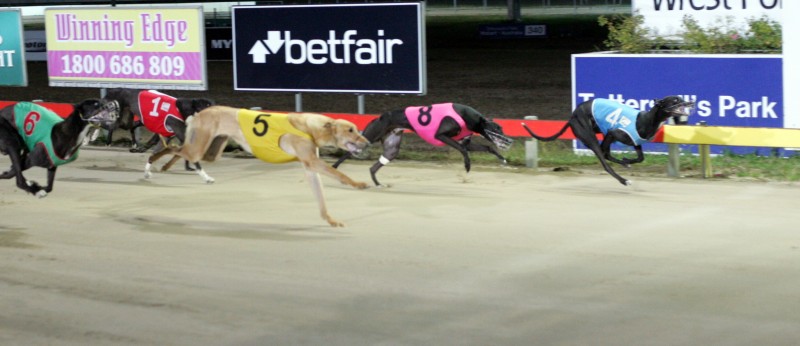 Vague Intention powers home along the rails to win the Maiden Series final