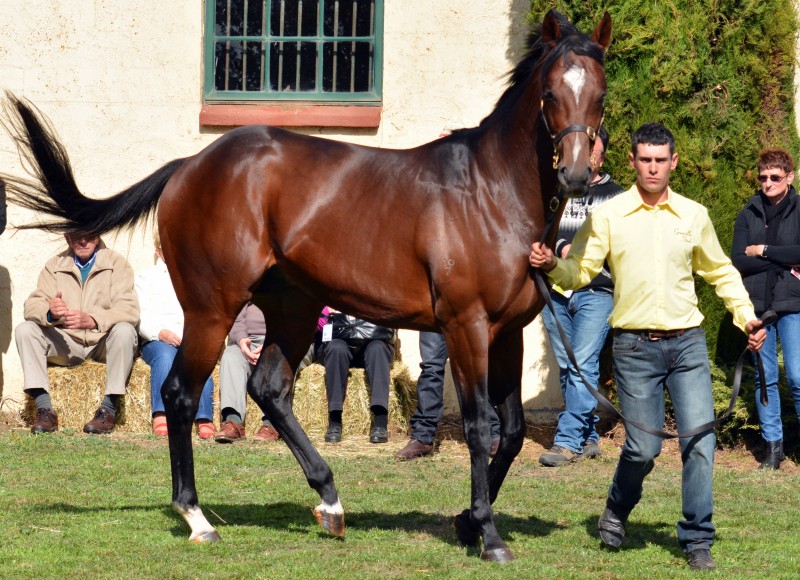 Mawingo being paraded at Grenville Stud's stallion parade by David Keating