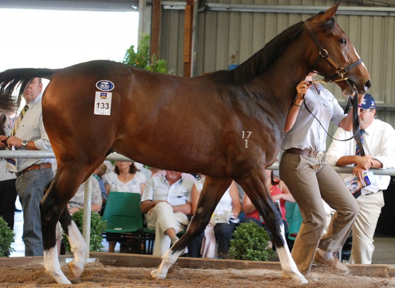Sentinel as he was at the Tasmanian Magic Millions Yearling Sale in 2013